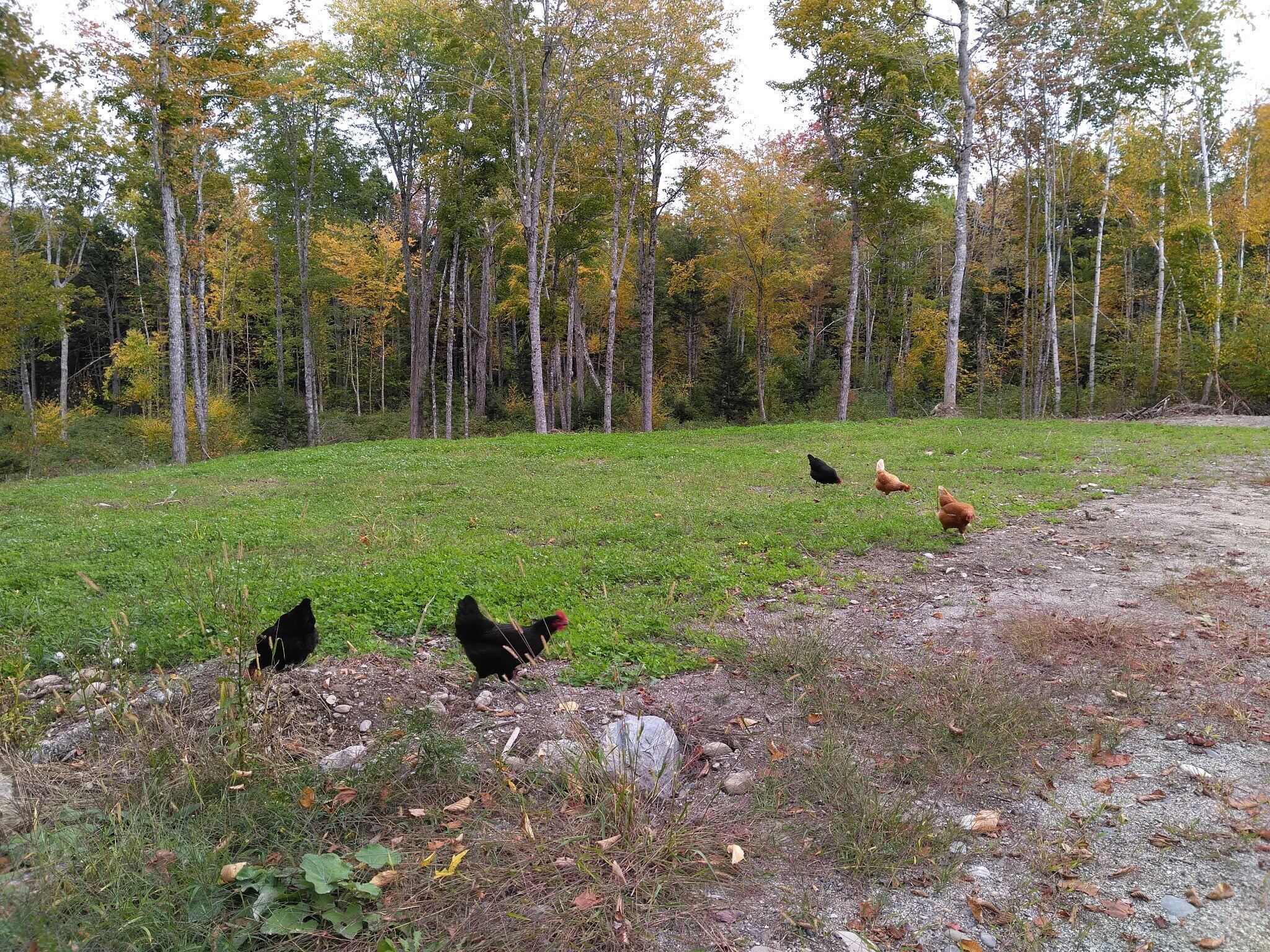 92 Trout Brook Road Road Mariaville ME 04605