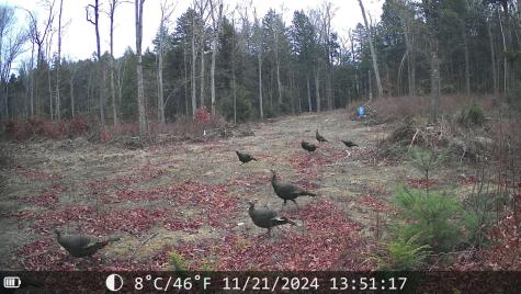 92 Trout Brook Road Road Mariaville ME 04605