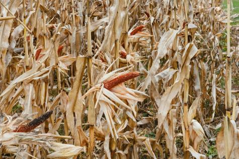 1445 Bear Hill Road Dover-foxcroft ME 04426