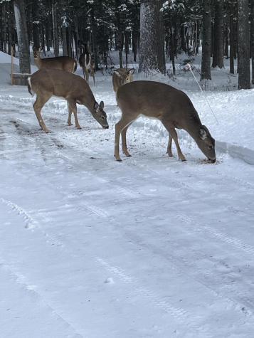 378 Mingo Loop Road Rangeley ME 04970