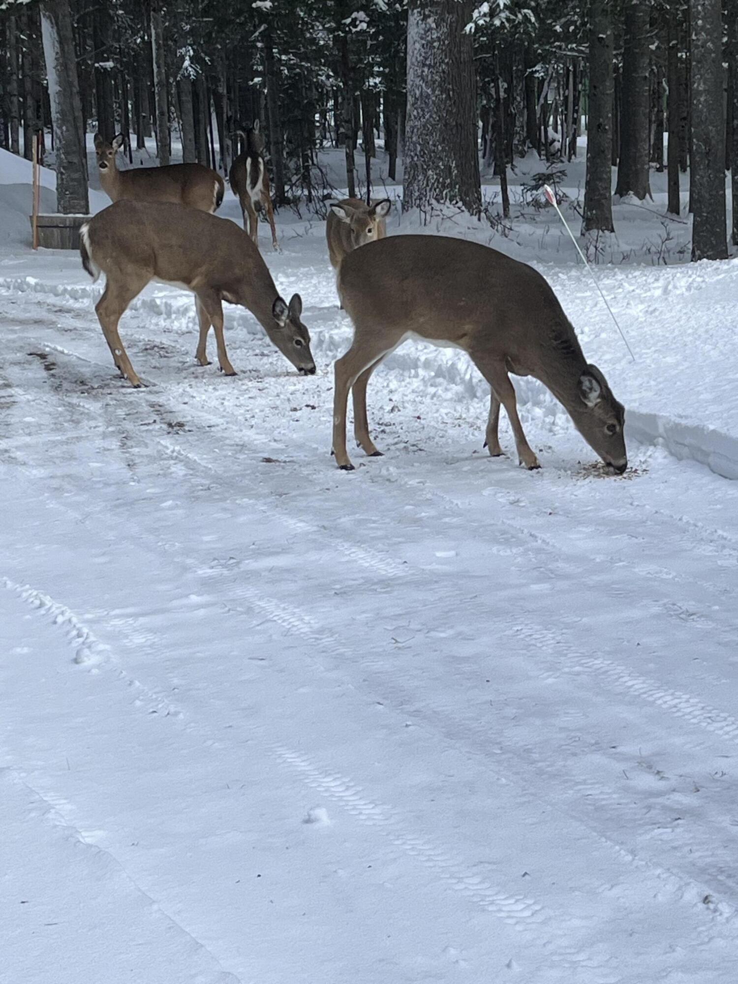 378 Mingo Loop Road Rangeley ME 04970