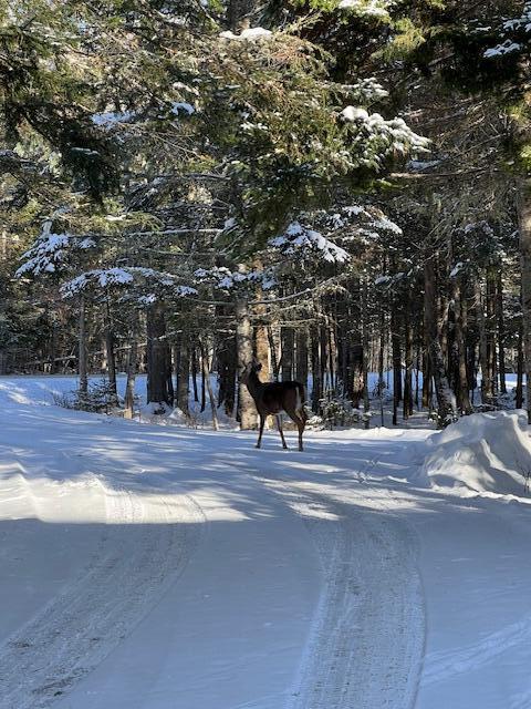 378 Mingo Loop Road Rangeley ME 04970