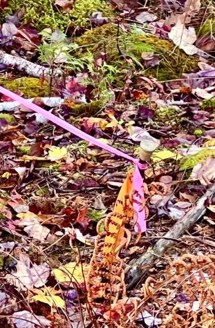 28 Mount Gilboa Way Tremont ME 04653