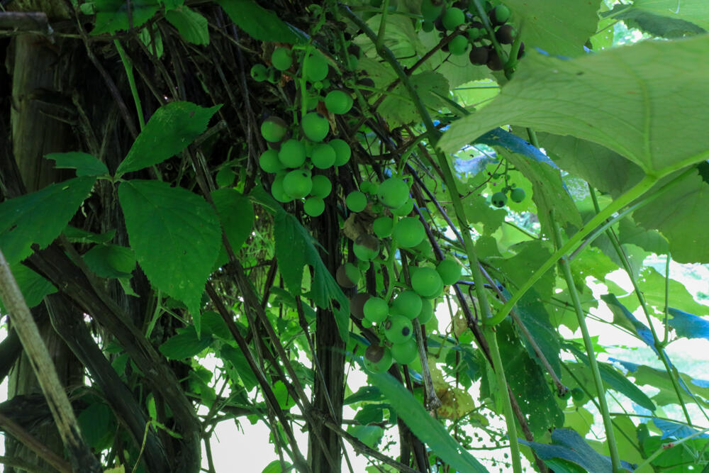 25 Carter Road Etna ME 04434