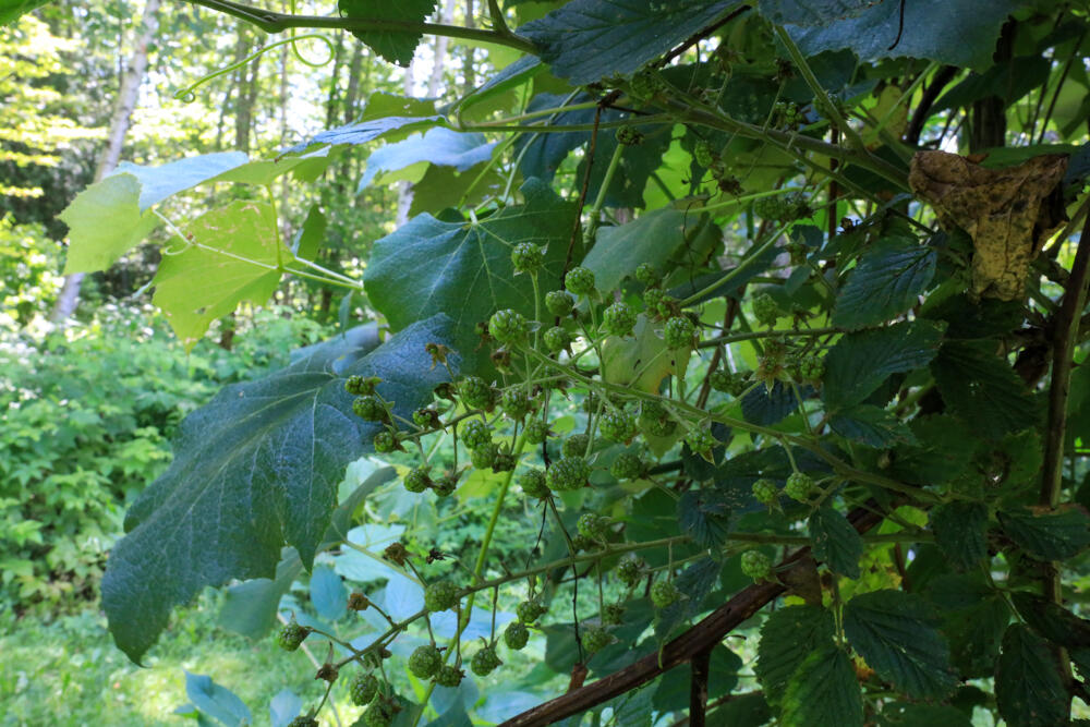 25 Carter Road Etna ME 04434