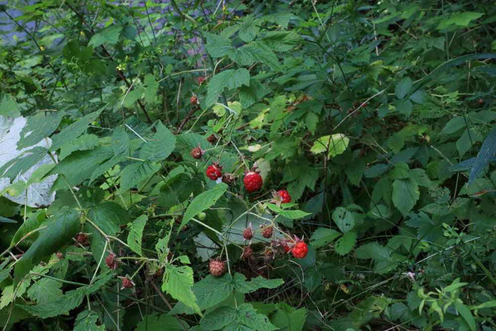 25 Carter Road Etna ME 04434