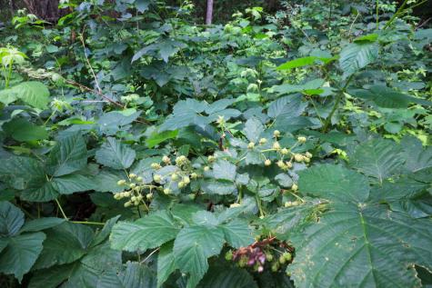 25 Carter Road Etna ME 04434