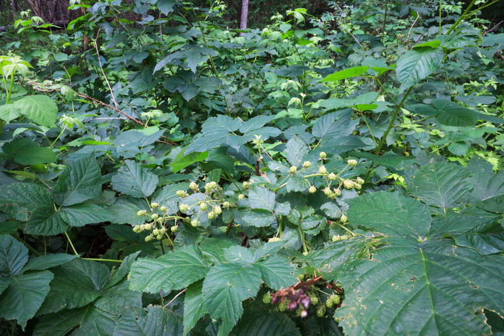 25 Carter Road Etna ME 04434