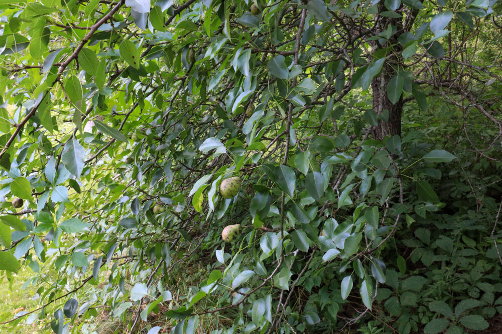 25 Carter Road Etna ME 04434