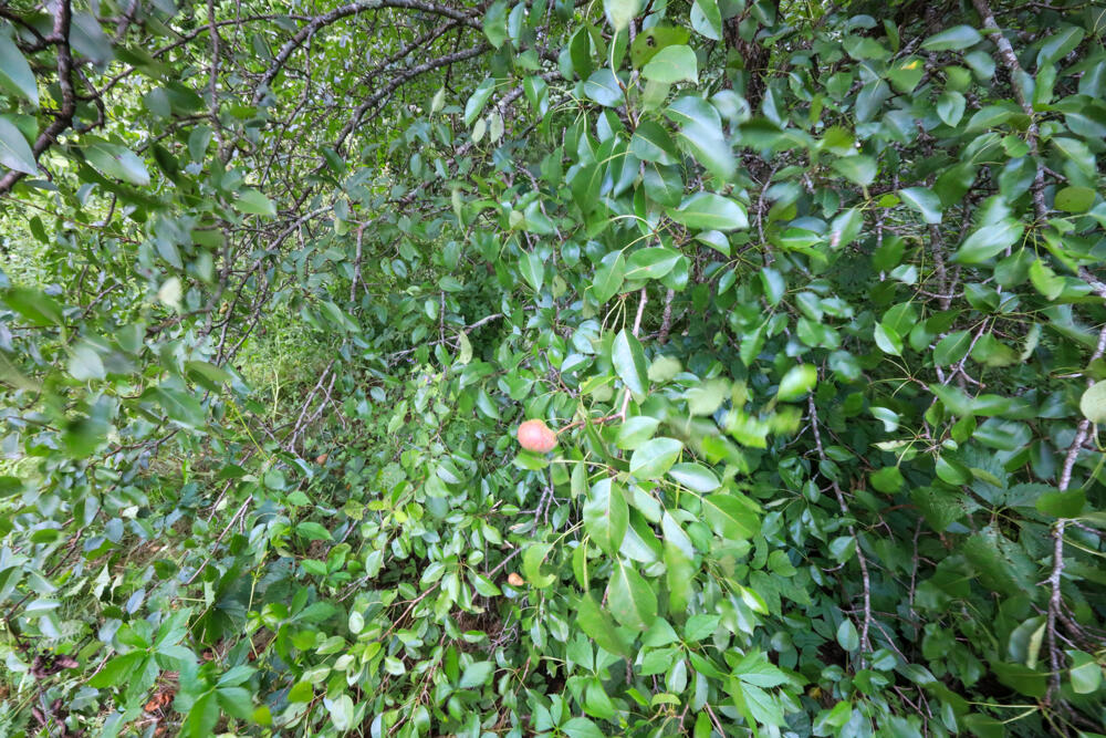 25 Carter Road Etna ME 04434