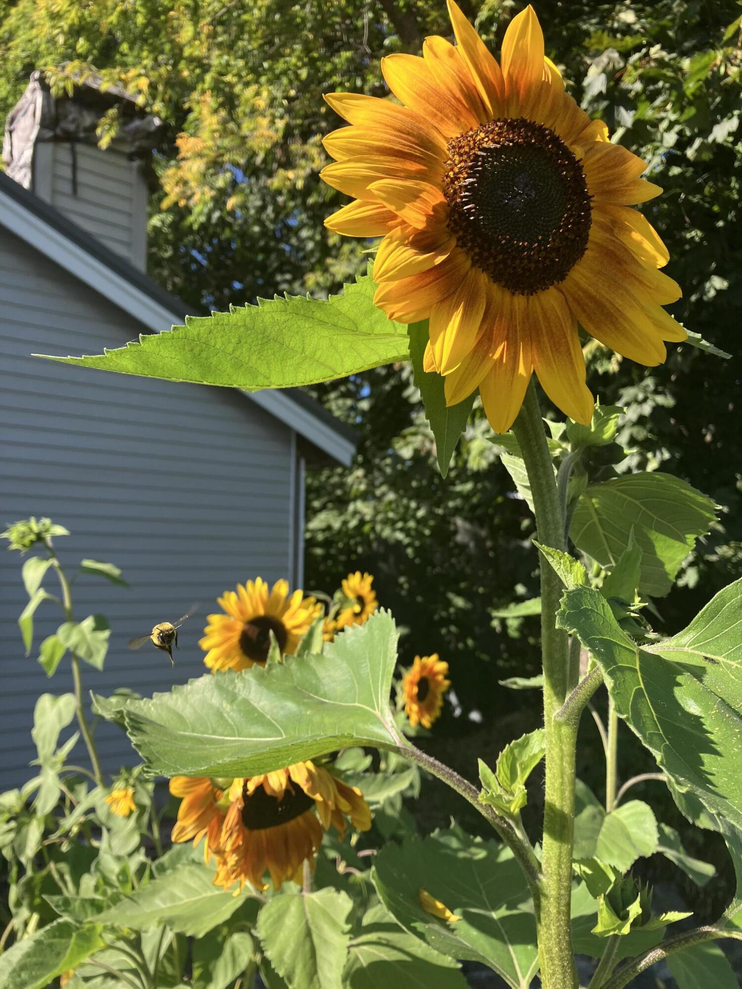 177 Buck Street Bangor ME 04401