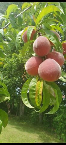 259 River Road Orrington ME 04474