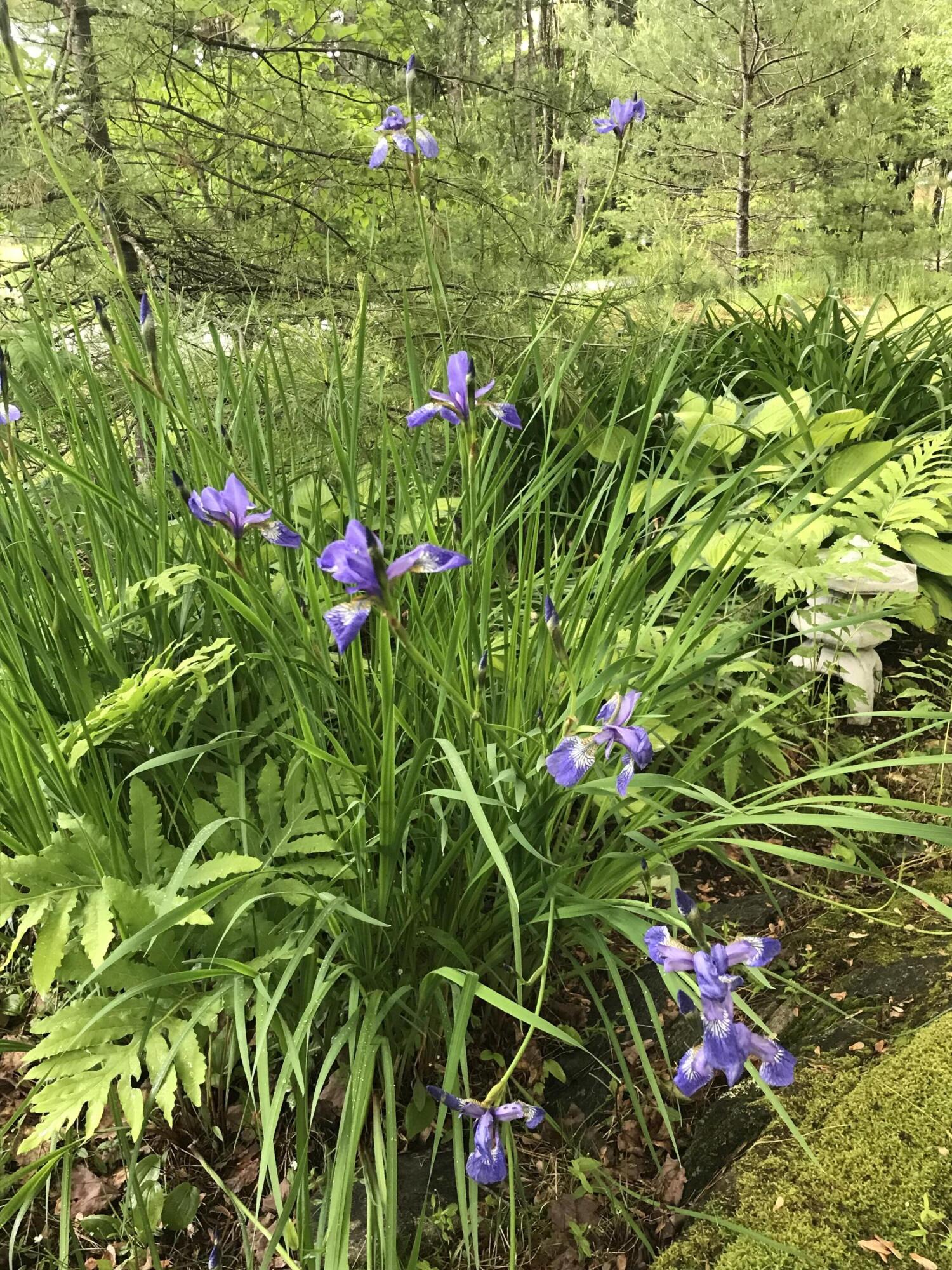 260 Coombs Road Brunswick ME 04011