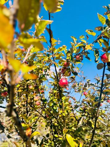 90 Johnson Cove Road Roque Bluffs ME 04654