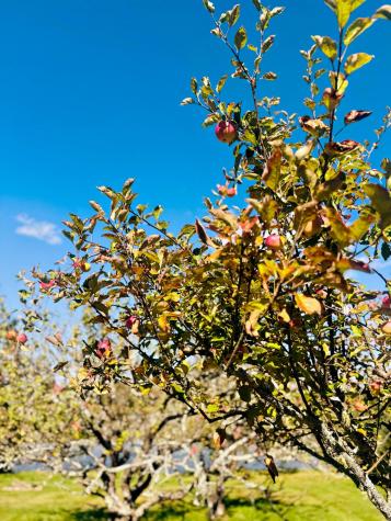 90 Johnson Cove Road Roque Bluffs ME 04654