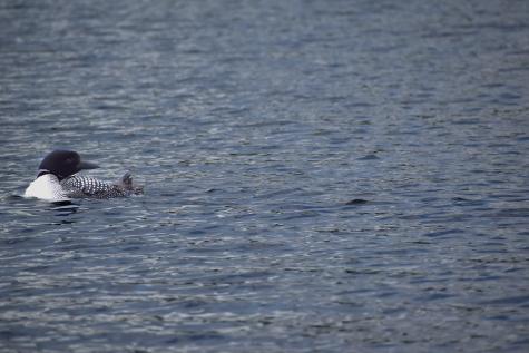 10 Witham Island Ebeemee Twp ME 04414