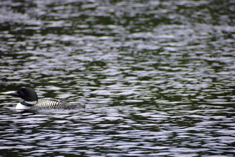 10 Witham Island Ebeemee Twp ME 04414