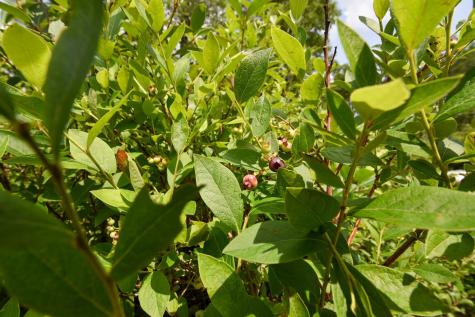 10 Witham Island Ebeemee Twp ME 04414