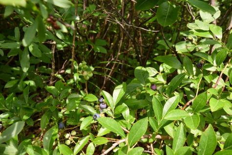 10 Witham Island Ebeemee Twp ME 04414