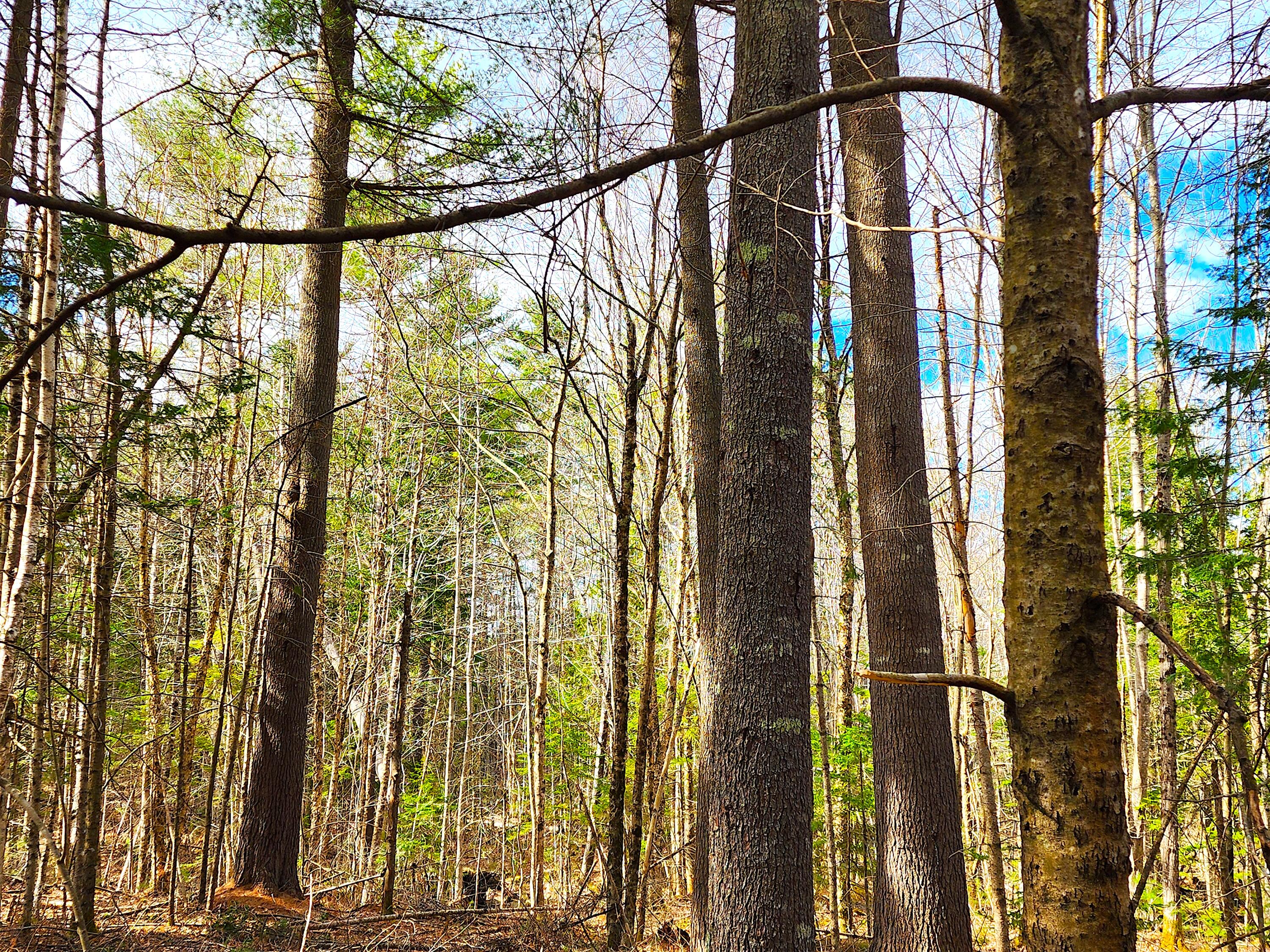 10 Goose River Estates Swanville ME 04915