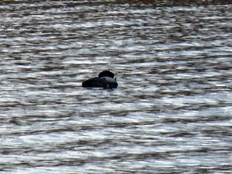 10 Goose River Estates Swanville ME 04915