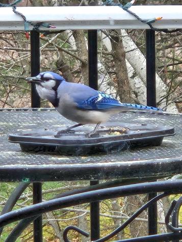 440 Phillips Road Levant ME 04456