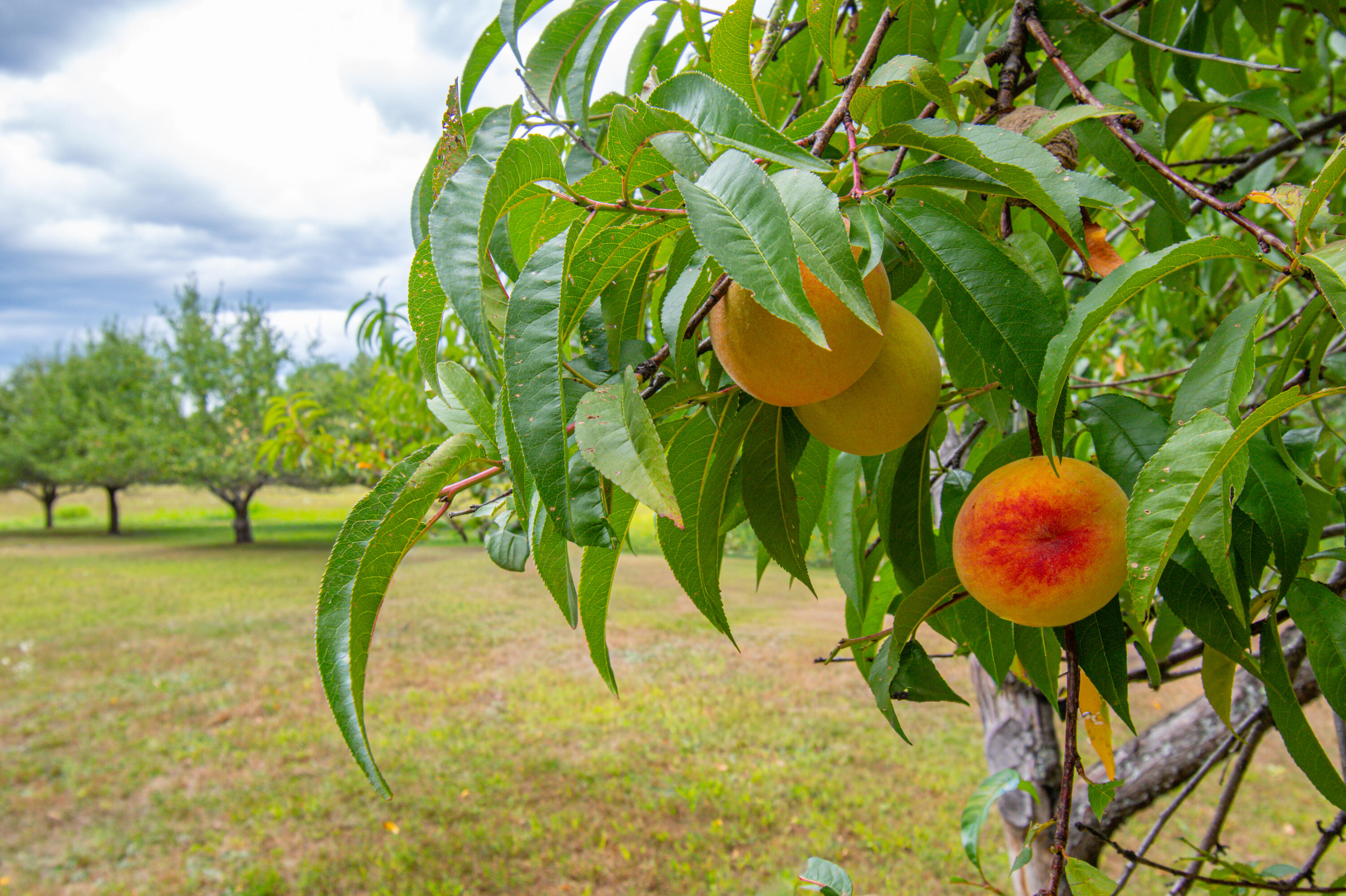 12 Country Charm Lane New Gloucester ME 04260