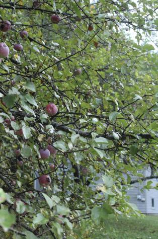 406 Pinnacle Road Canaan ME 04924