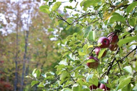 406 Pinnacle Road Canaan ME 04924