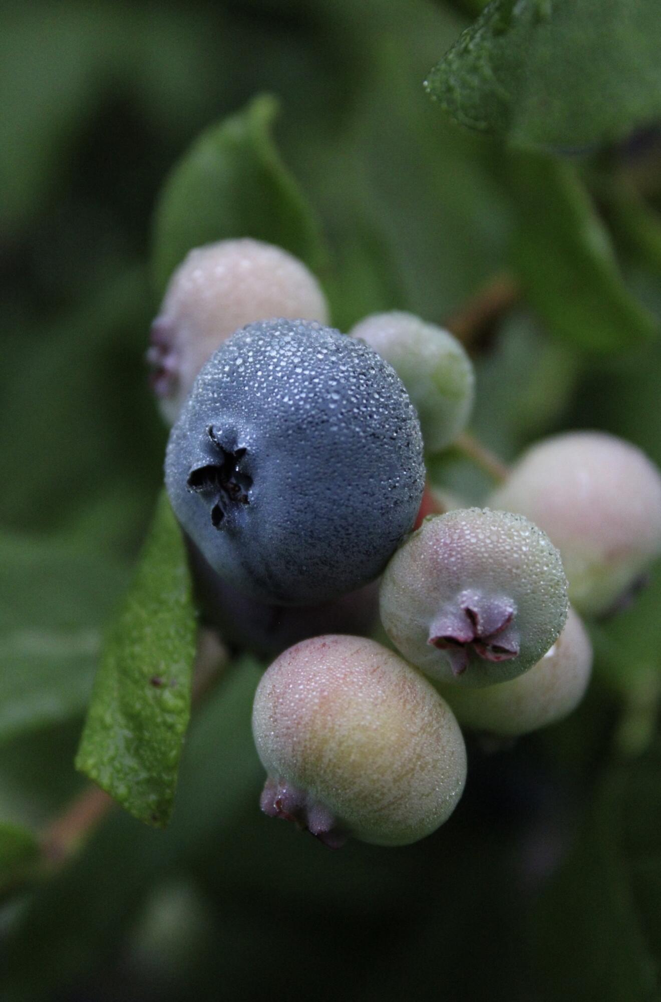 406 Pinnacle Road Canaan ME 04924