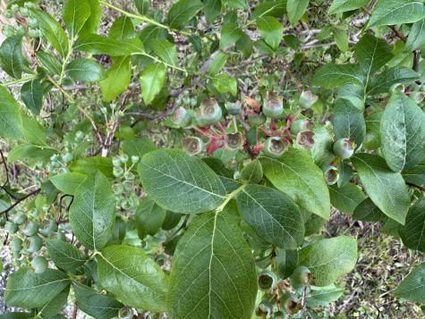 56 Shore Path Dedham ME 04429