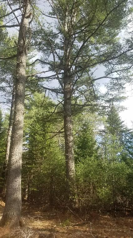 46 Albert Reed Road Orrington ME 04474
