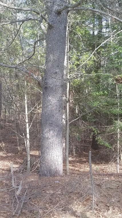 46 Albert Reed Road Orrington ME 04474