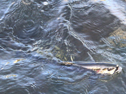 Lot C Middle Dam Rapids Township C ME 04216