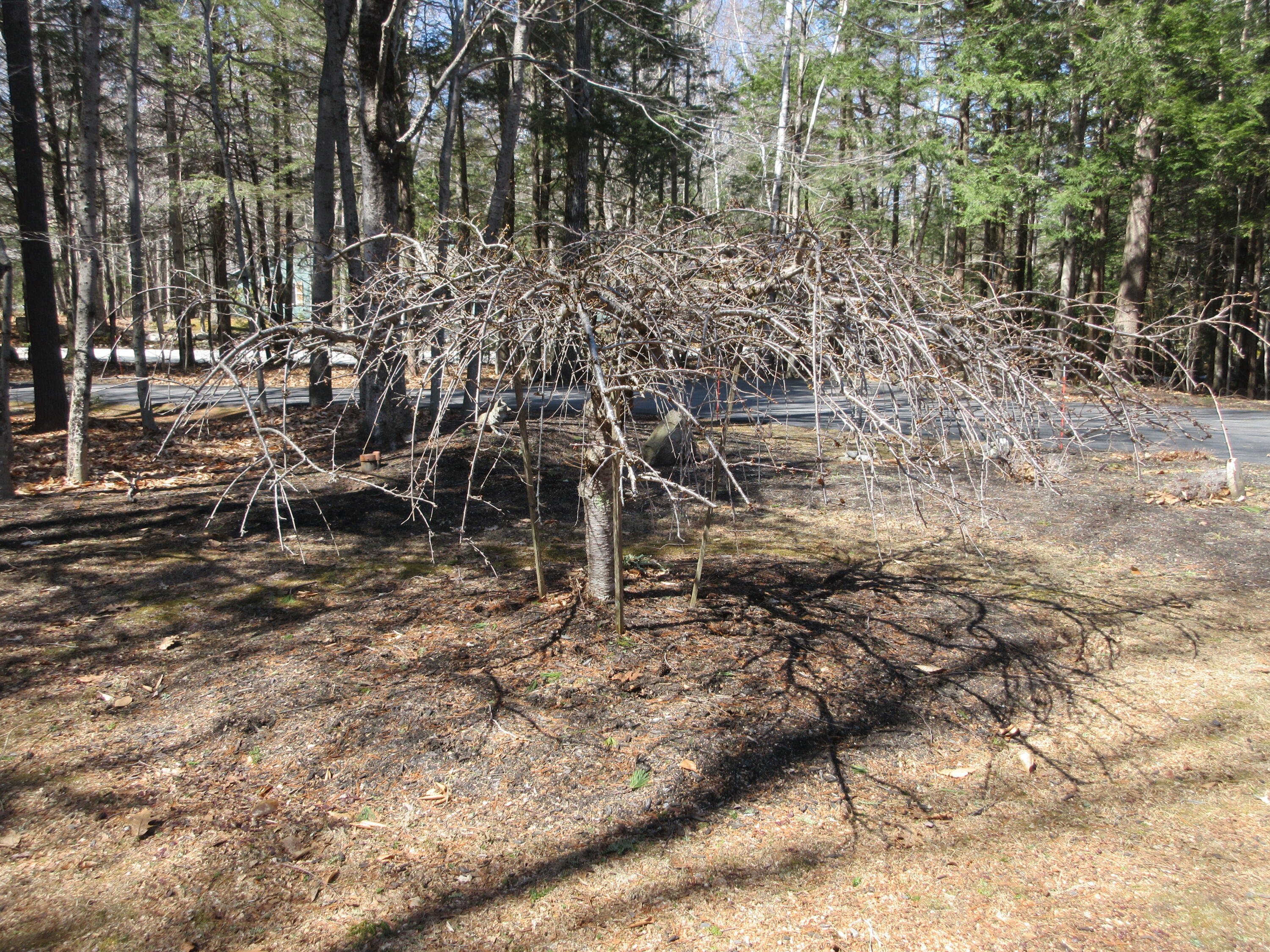 49 Birch Forest Drive Standish ME 04084