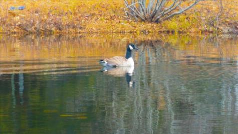 55 Loop Road Acton ME 04001