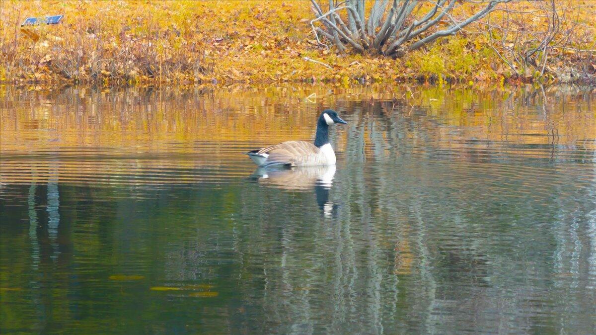 55 Loop Road Acton ME 04001