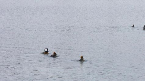 55 Loop Road Acton ME 04001