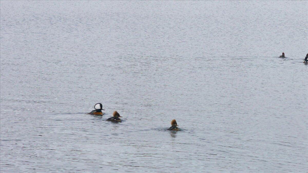 55 Loop Road Acton ME 04001