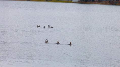 55 Loop Road Acton ME 04001