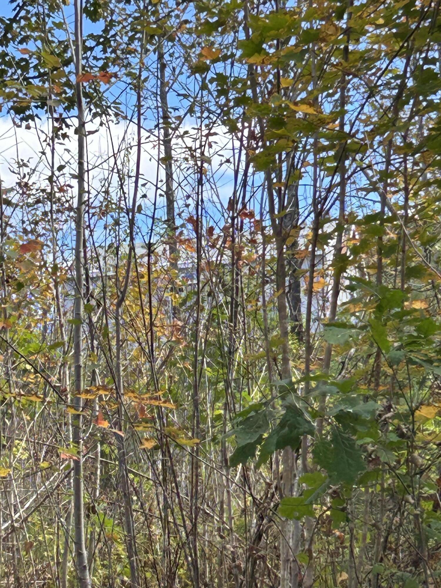 Lot 5 Fenderson Road Parsonsfield ME 04047