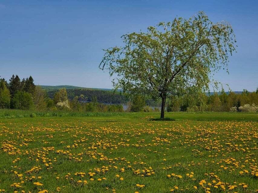 341 Us Route 1 Weston ME 04424