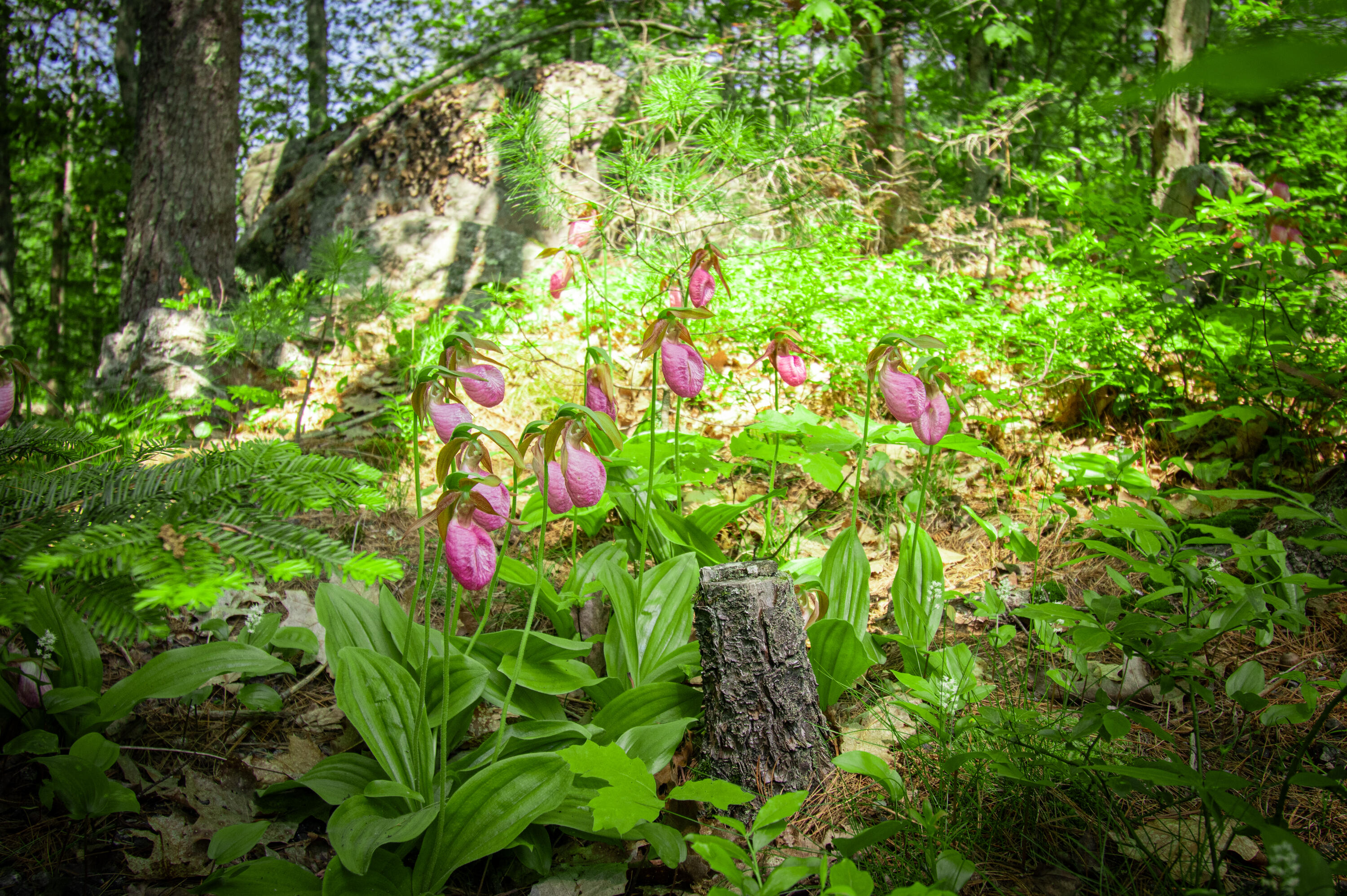 12 Hixon Hill Drive Woolwich ME 04579