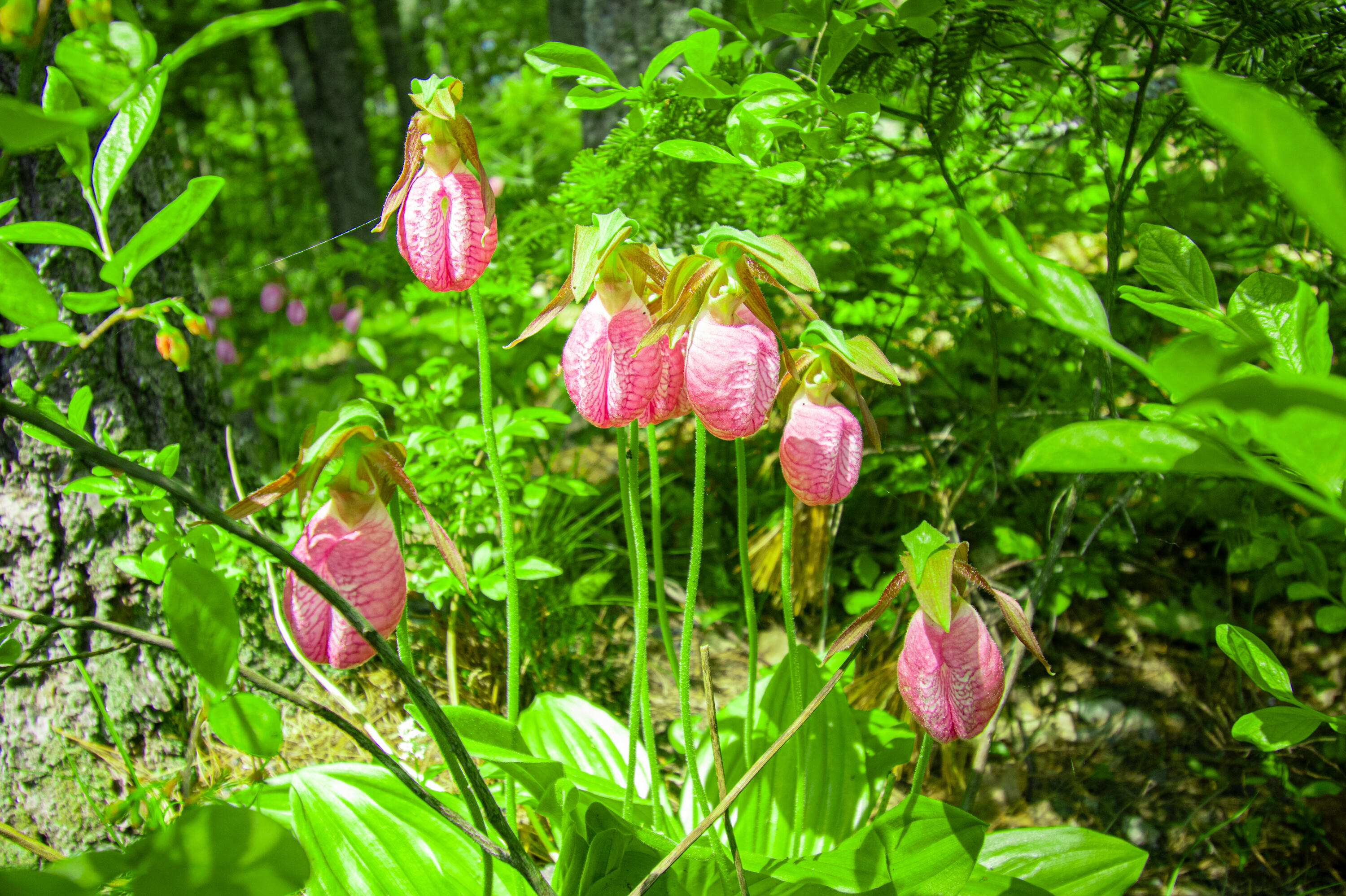 12 Hixon Hill Drive Woolwich ME 04579