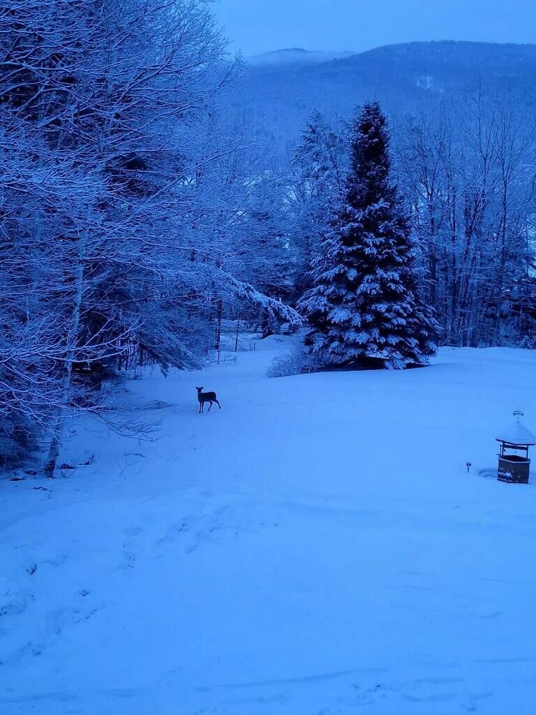 333 Green Woods Road Peru ME 04290