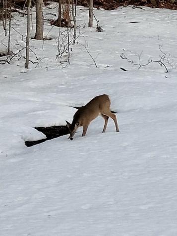 333 Green Woods Road Peru ME 04290