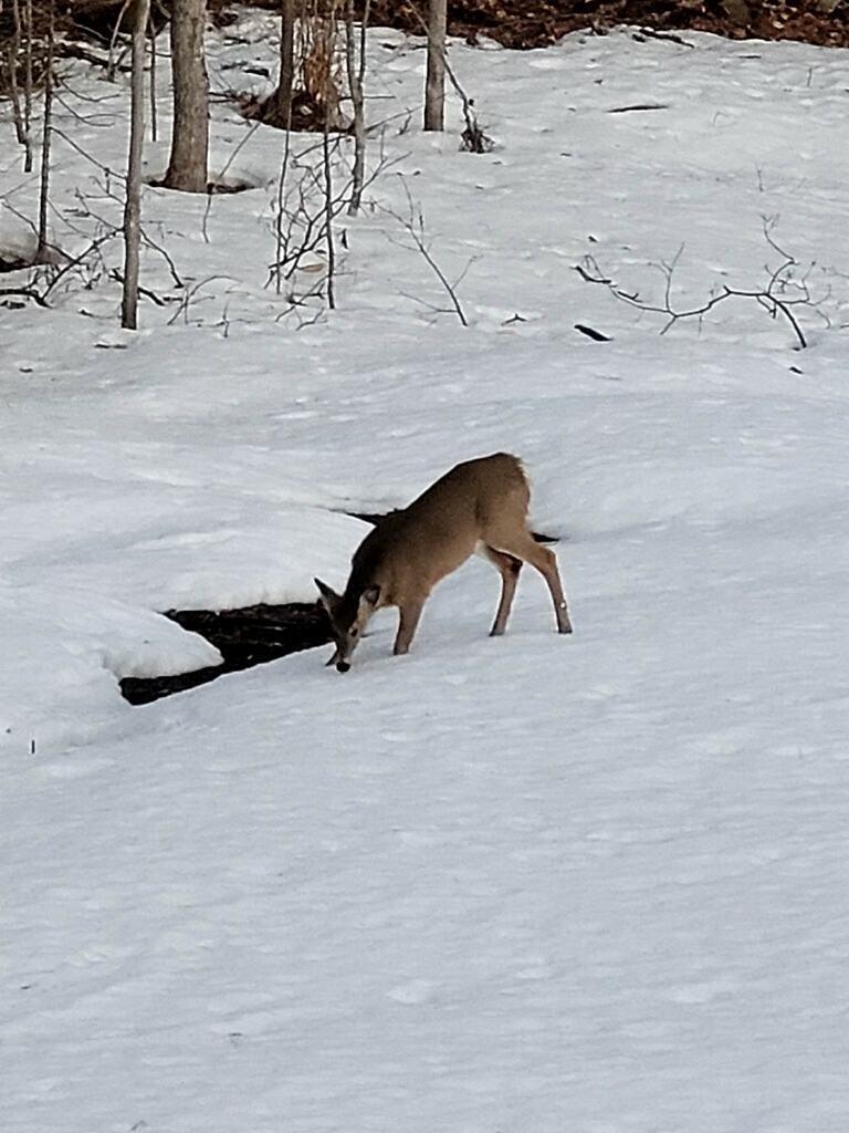 333 Green Woods Road Peru ME 04290