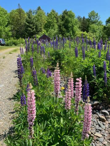 47 River Road Edmunds Twp ME 04628