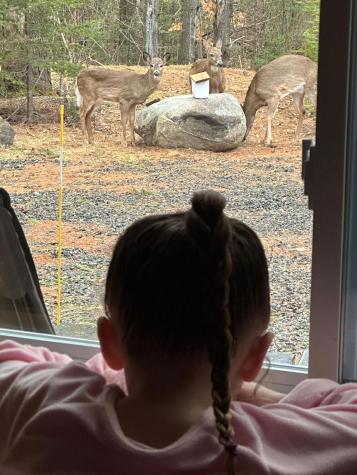 340 Barnard Road Barnard Twp ME 04414