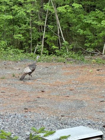 340 Barnard Road Barnard Twp ME 04414